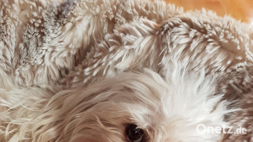 Tag des Hundes Daniela B