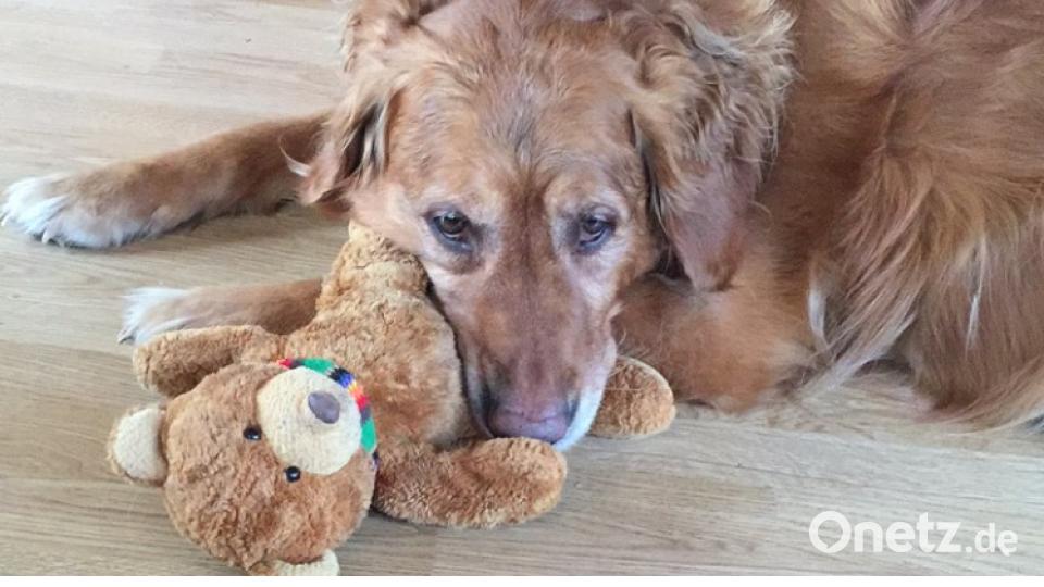 Tag des Hundes Marina S