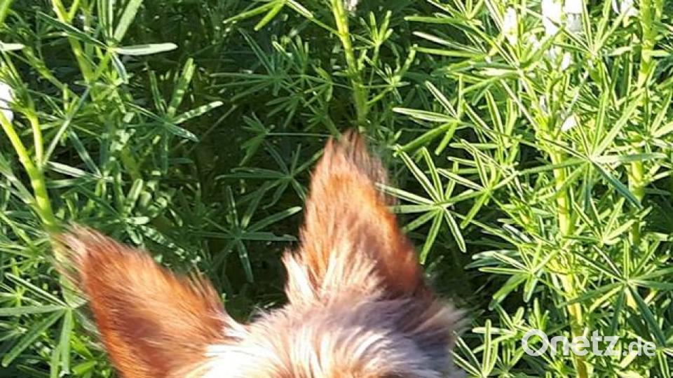 Tag des Hundes Silvia Schwindl