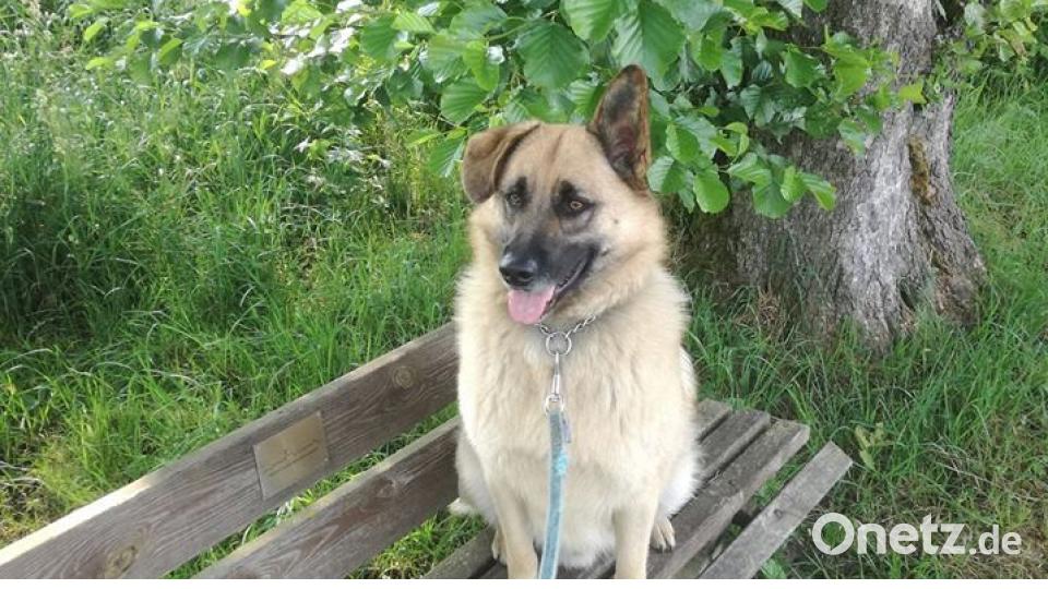 Tag des Hundes Jack Lemon