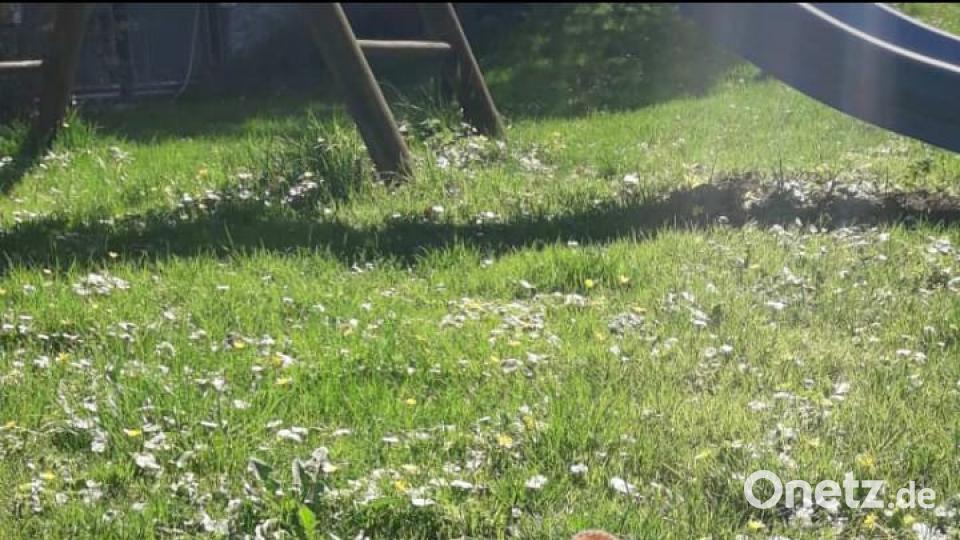 Tag des Hundes Kathrin Pressl