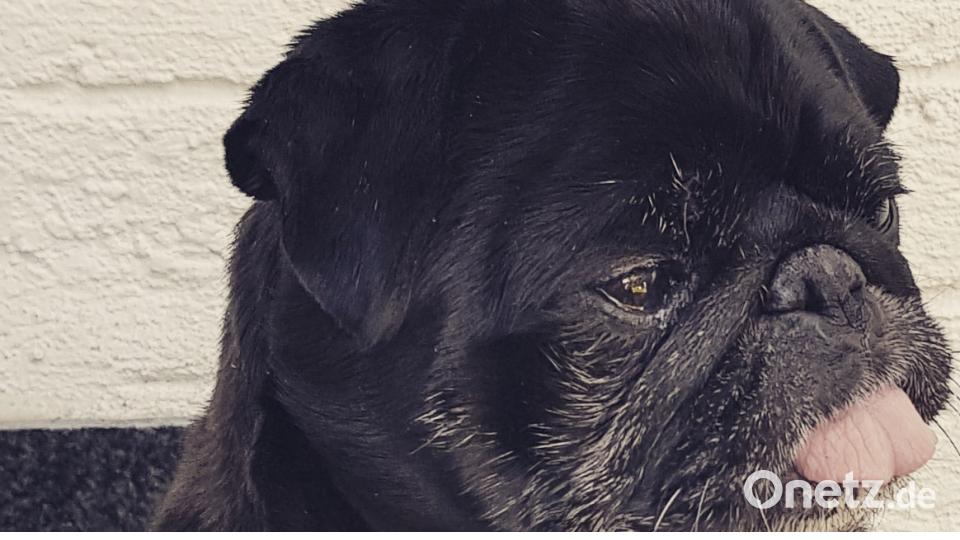 Tag des Hundes Katrin M