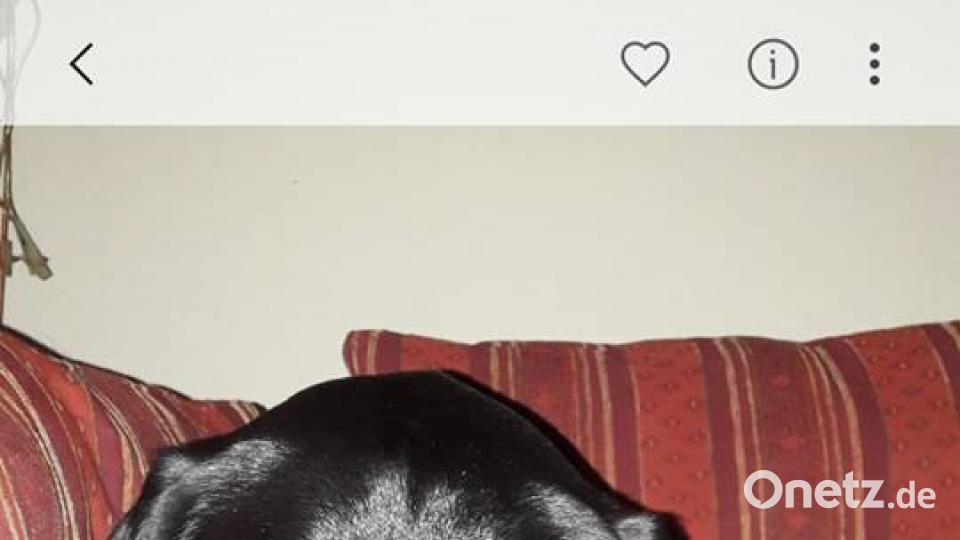 Tag des Hundes Martina Fink)