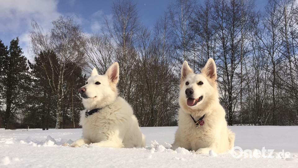Tag des Hundes Nadia Tamke