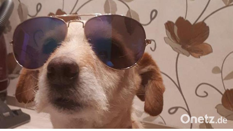 Tag des Hundes Daniela Wolf