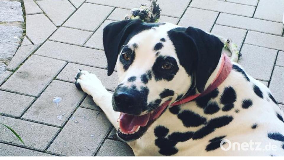 Tag des Hundes Bel La