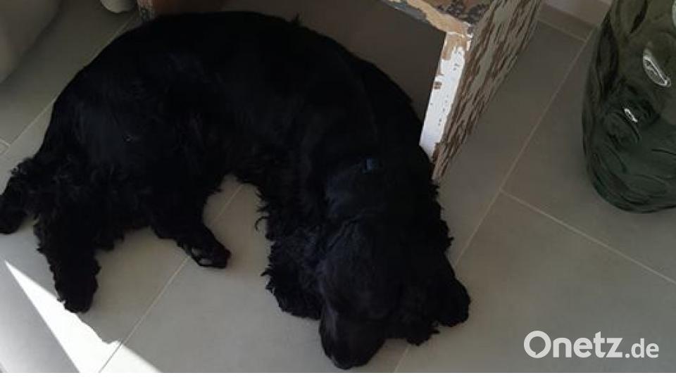 Tag des Hundes Cornelia App