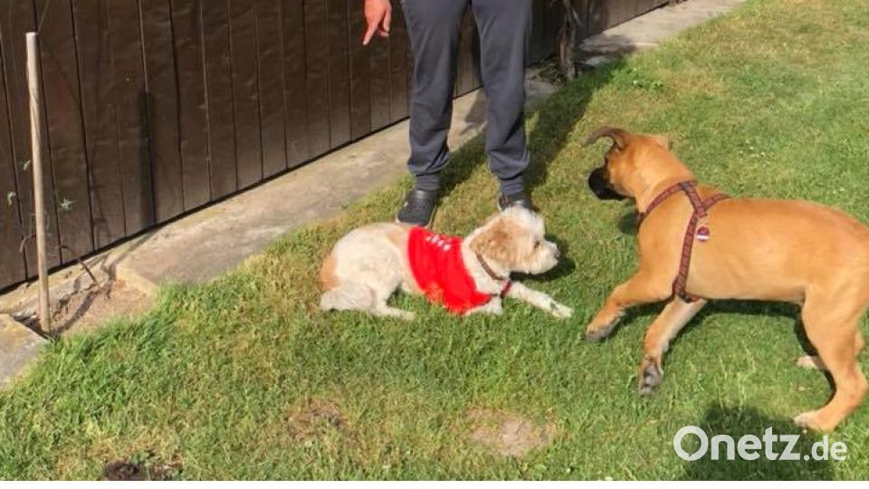 Tag des Hundes Daniela Lang