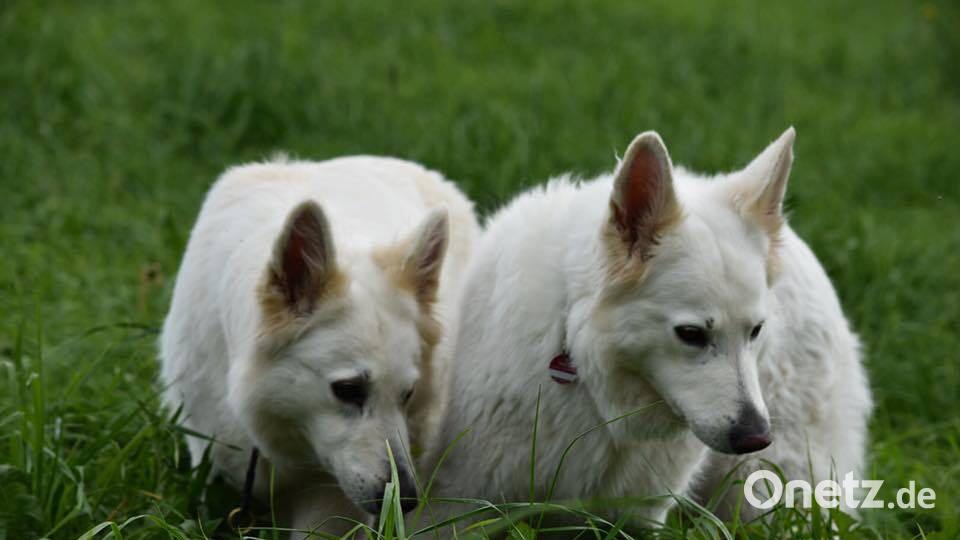 Tag des Hundes Nadia Tamke