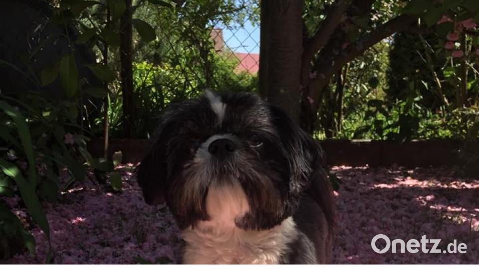 Tag des Hundes Sabrina Harrison