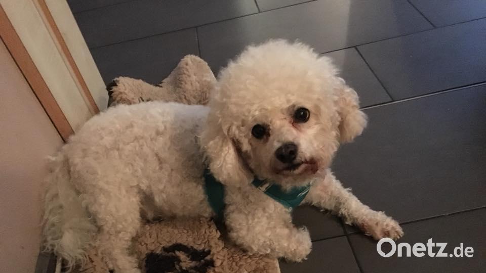 Tag des Hundes Julia Schmid