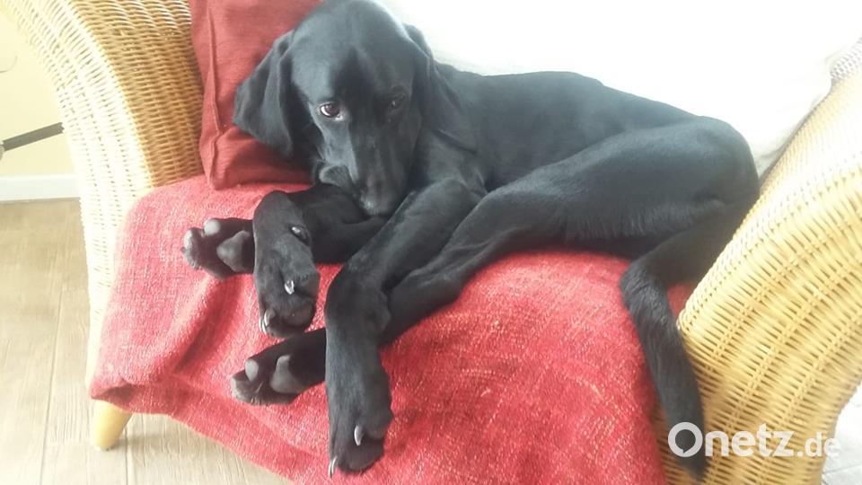 Tag des Hundes Martina Fink)