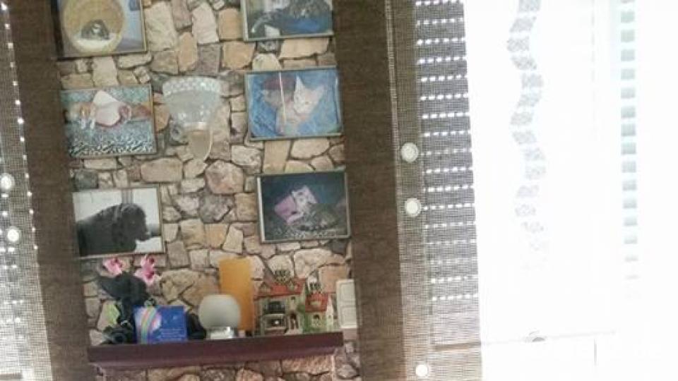 Tag des Hundes Silvia Weissmann