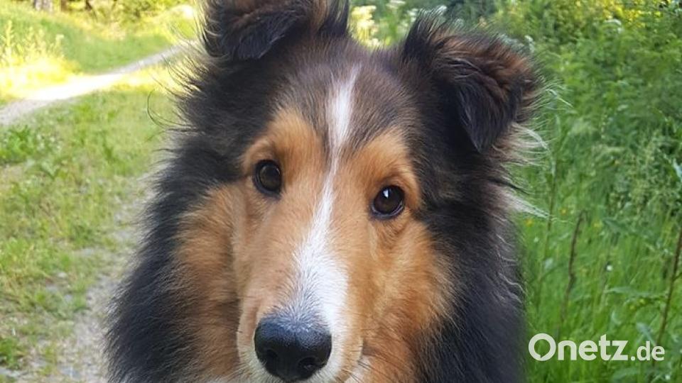 Tag des Hundes Bettina Ra