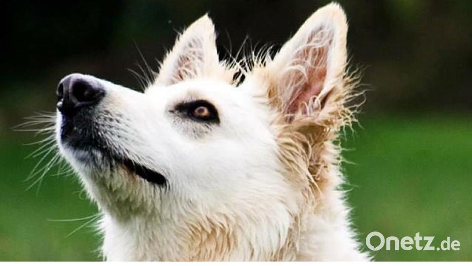 Tag des Hundes Nadia Tamke