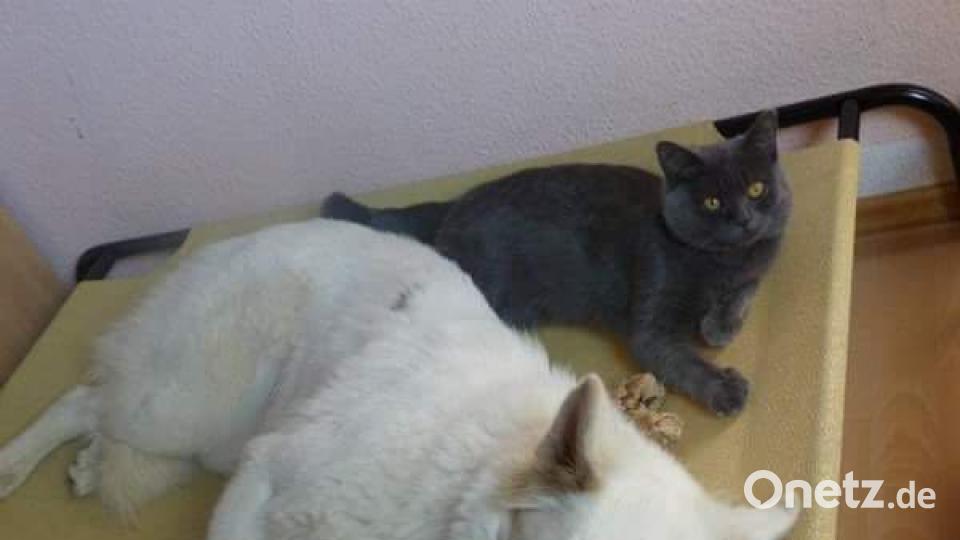 Tag des Hundes Nadia Tamke