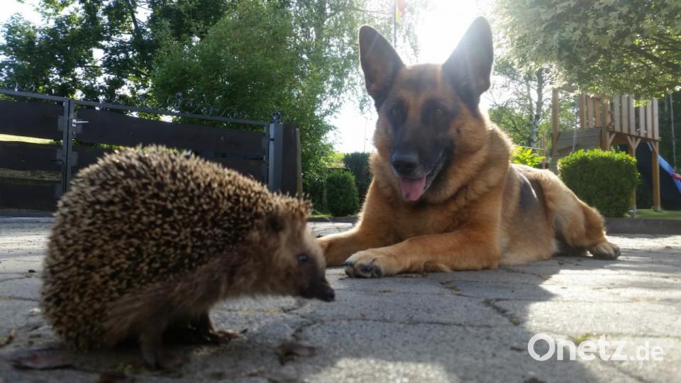 Tag des Hundes Sandra Bayer