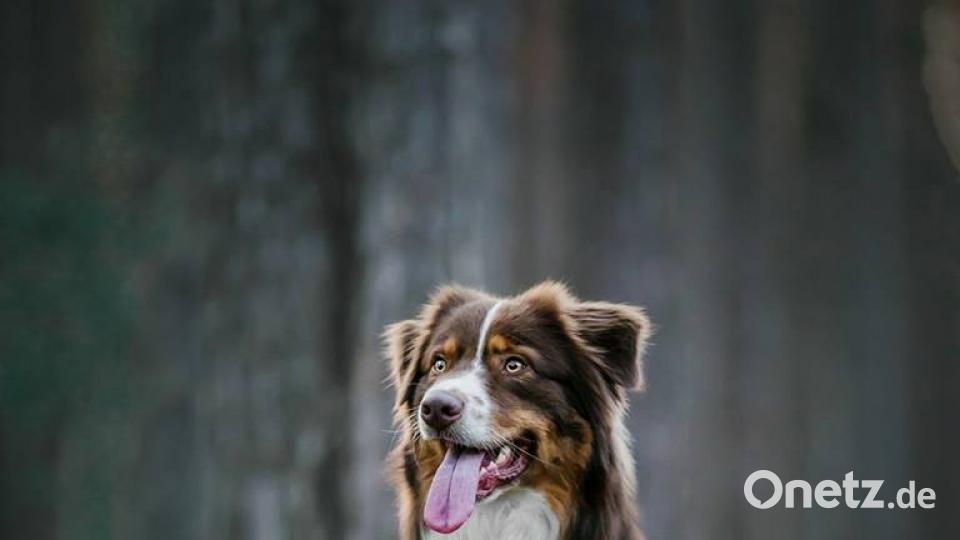 Tag des Hundes Ju Li