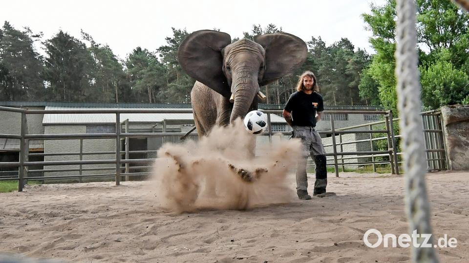 Elefantin Nelly ist schon eine alte Bekannte im Orakelzirkus: Bereits seit sieben Jahren schießt sie bei den größeren Turnieren auf zwei nebeneinander stehende Tore und gibt so einen Tipp für das jeweilige Deutschland-Spiel ab. Holger Hollemann