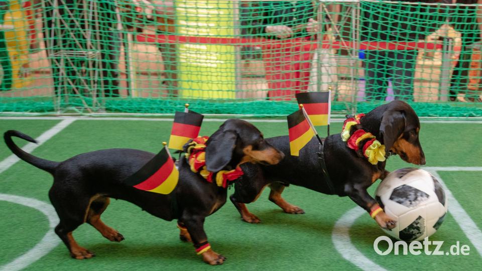 Auf den Hund gekommen: Dackelorakel &quot;Seppi&quot; (r) neben Dackel &quot;Moni&quot; in Passau. Armin Weigel