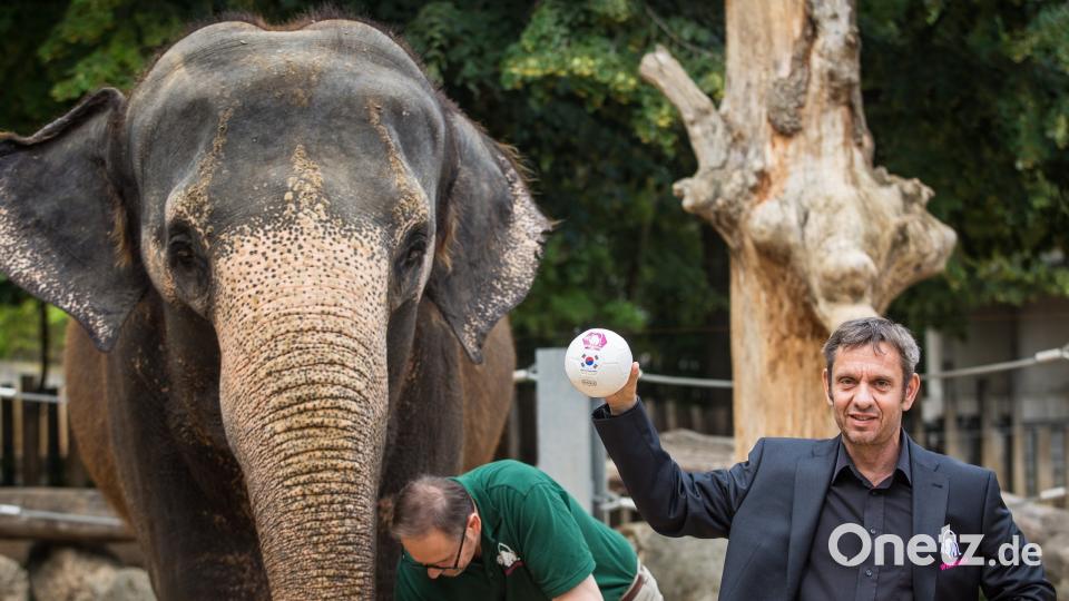Elefantenkuh Zella schießt nicht, sondern rüsselt den Sieger. Im Zoo Wilhelmina in Stuttgart werden der 51-Jährigen mit Flaggen versehene Bälle in einem Korb hingestellt. Der Ball, den sie mit dem Rüssel herausholt, steht für den künftigen Sieger. Christoph Schmidt