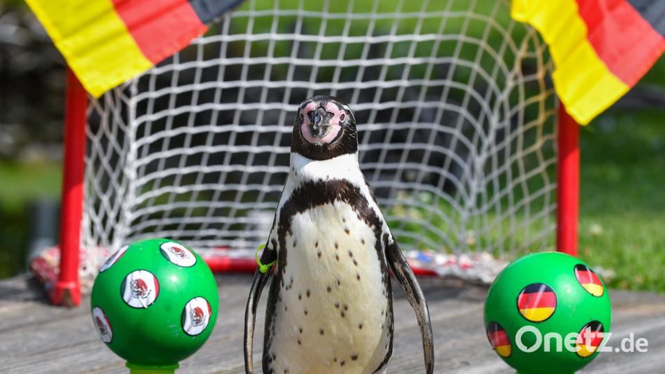 Orakeln kann Pinguin Flocke aus dem Spreewald quasi schon mit links - schon bei vielen Fußball-Spielen der deutschen Elf probierte er es aus. Und lag dann oft richtig. Patrick Pleul
