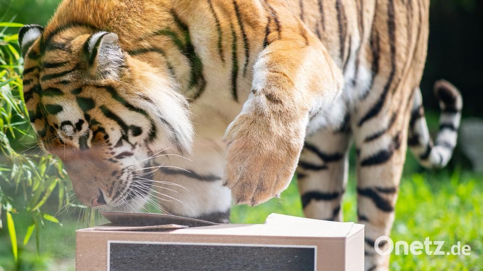 Im Allwetterzoo in Münster geht der Sibirische Tiger Fedor auf die Jagd. Die drei Jahre alte Wildkatze soll sich für die Spiele der deutschen Nationalmannschaft zwischen drei Kartons entscheiden, die alle mit der gleichen Fleischration gefüllt sind. Guido Kirchner