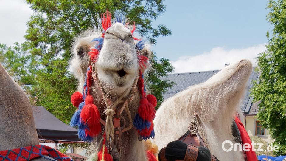 Ritterturniert und Marktspectaculum anlässlich 675 Jahre Bränau Grüner, Norbert
