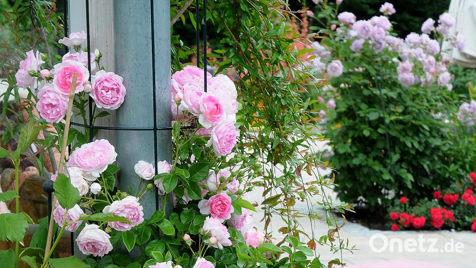 Beim Tag der offenen Gartentür öffnen am Sonntag, 24. Juni, mehrere Familien in Schwend/Birgland ihre grünen Oasen für Interessierte. Stephan Huber