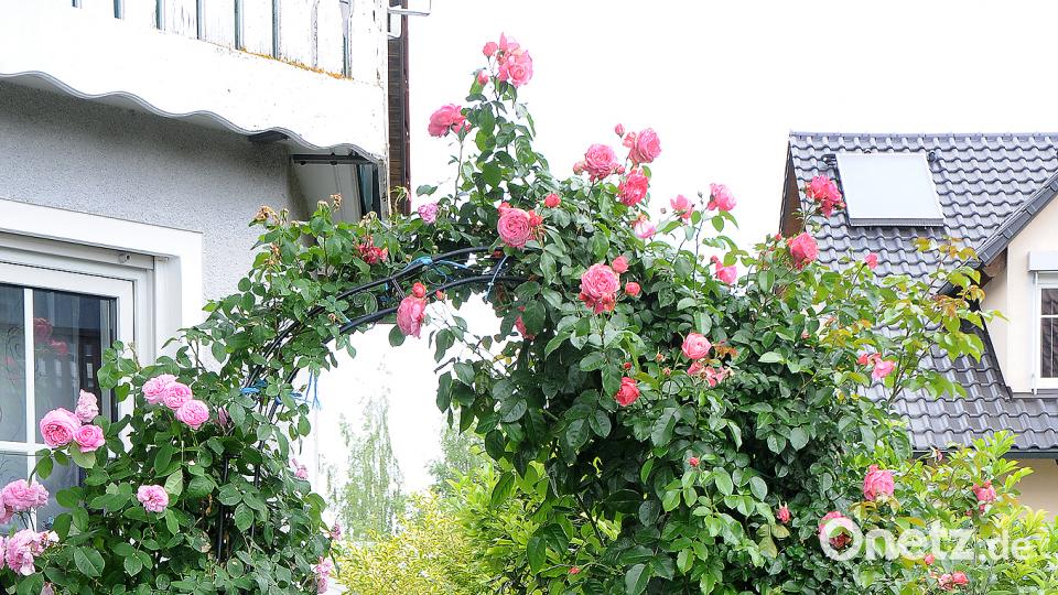 Beim Tag der offenen Gartentür öffnen am Sonntag, 24. Juni, mehrere Familien in Schwend/Birgland ihre grünen Oasen für Interessierte. Stephan Huber