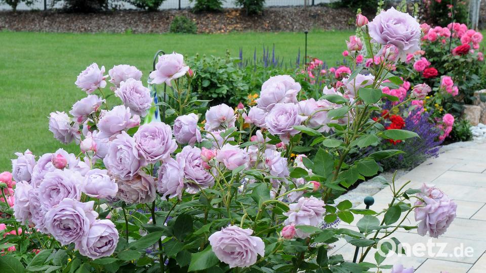 Beim Tag der offenen Gartentür öffnen am Sonntag, 24. Juni, mehrere Familien in Schwend/Birgland ihre grünen Oasen für Interessierte. Stephan Huber