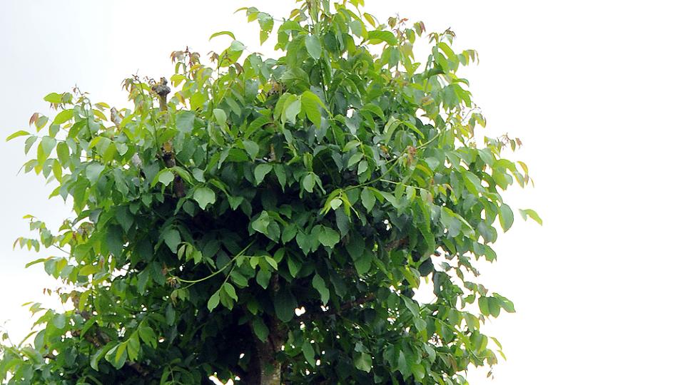 Beim Tag der offenen Gartentür öffenen am Sonntag, 24. Juni, mehrere Familien in Schwend/Birgland ihre grünen Oasen für Interessierte. Stephan Huber