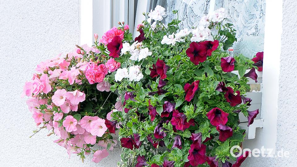 Beim Tag der offenen Gartentür öffnen am Sonntag, 24. Juni, mehrere Familien in Schwend/Birgland ihre grünen Oasen für Interessierte. Stephan Huber