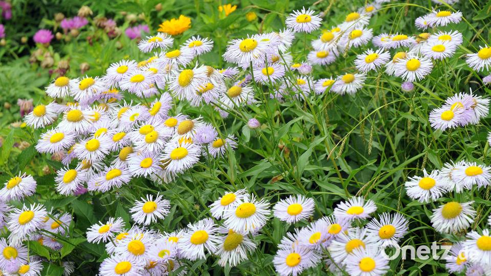 Beim Tag der offenen Gartentür öffnen am Sonntag, 24. Juni, mehrere Familien in Schwend/Birgland ihre grünen Oasen für Interessierte. Stephan Huber