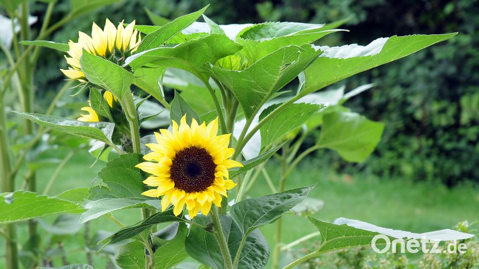 Beim Tag der offenen Gartentür öffenen am Sonntag, 24. Juni, mehrere Familien in Schwend/Birgland ihre grünen Oasen für Interessierte. Stephan Huber