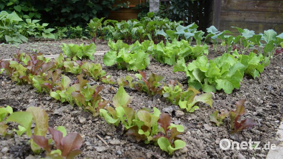 Die Familie Benkner stellt ihren Privatgarten beim Tag der offenen Gartentüre 2018 zum ersten Mal zur Verfügung Schulze, Lena
