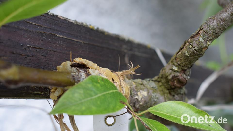 Die Familie Benkner stellt ihren Privatgarten beim Tag der offenen Gartentüre 2018 zum ersten Mal zur Verfügung Schulze, Lena