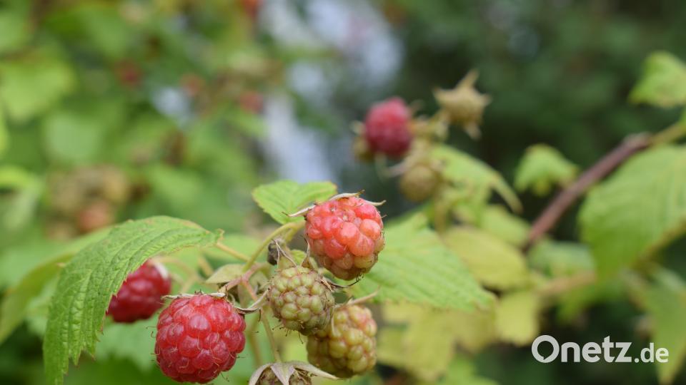 Die Familie Benkner stellt ihren Privatgarten beim Tag der offenen Gartentüre 2018 zum ersten Mal zur Verfügung Schulze, Lena