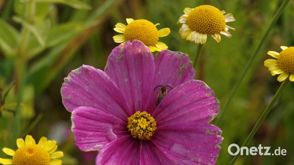 Die Farben des Sommers Kristin Al