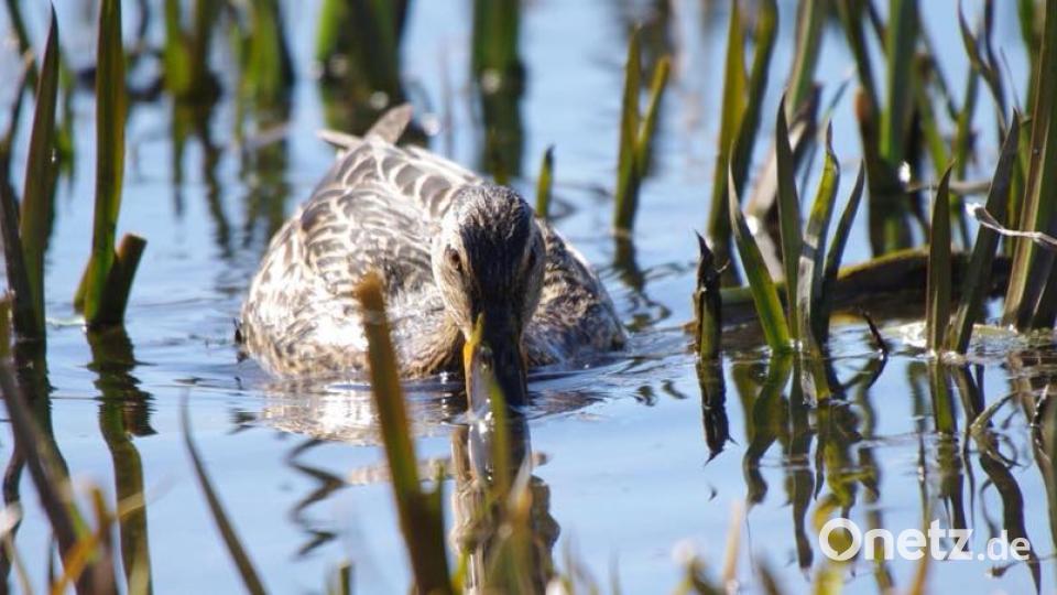 Farben des Sommers Karlheinz Götz