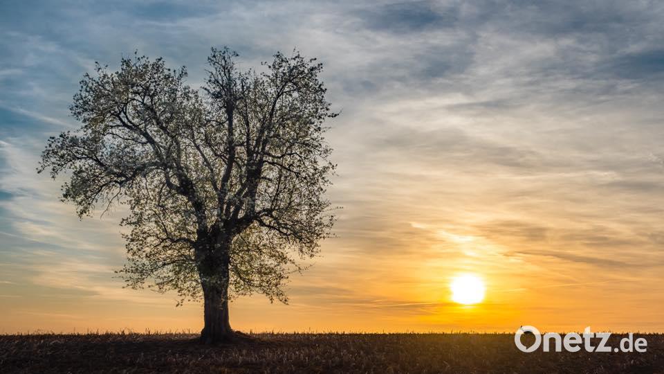 Die Farben des Sommers. Thomas Richter