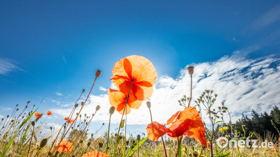 Farben des Sommers Peter Müller
