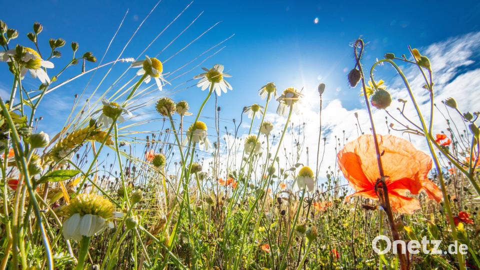Die Farben des Sommers. Peter Müller