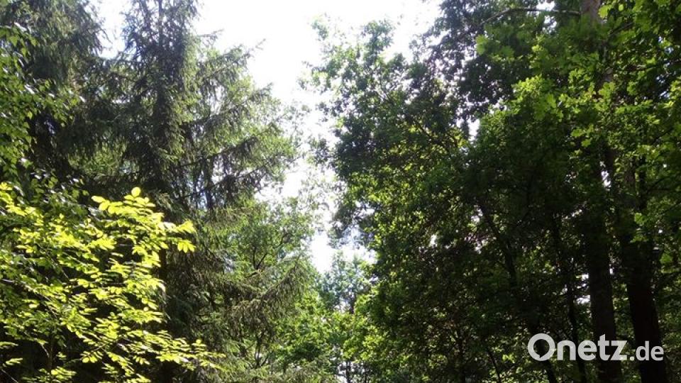 Die Farben des Sommers. Ruth M. Geiler