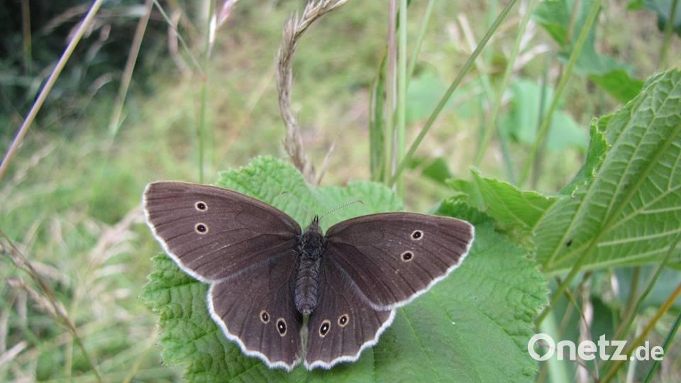 Die Farben des Sommers Elisabeth Anna McGhee