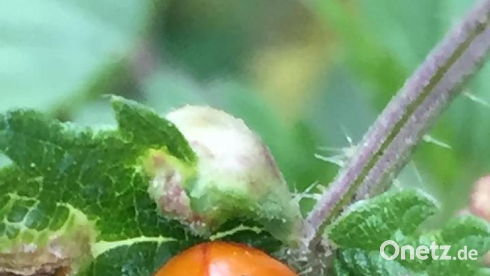 Die Farben des Sommers Martina Helgert