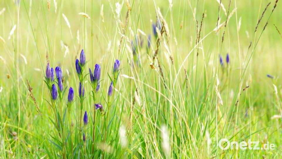 Farben des Sommers Siegfried Filipp