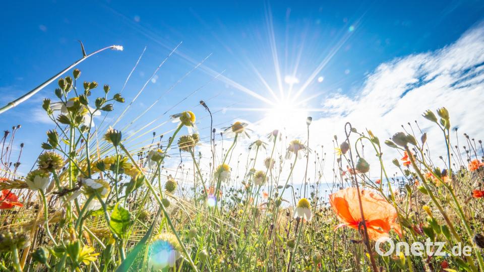 Farben des Sommers Peter Müller