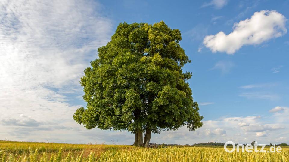 Die Farben des Sommers. Norbert Schreiber