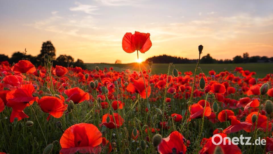 Die Farben des Sommers Lena Held